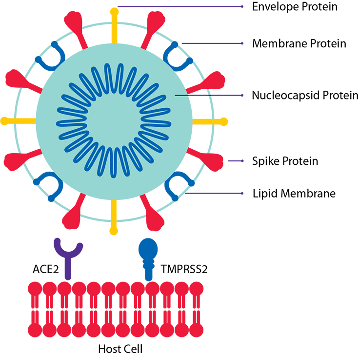 COVID-19 vírus felépítése