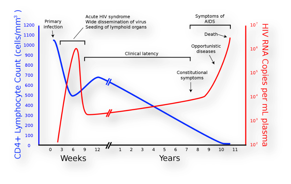 1. ábra. Vírusszám (piros) és a CD4+ T-sejtek számának (kék) változása a vérben a HIV-fertőzés során. forrás:https://hu.wikipedia.org/wiki/HIV