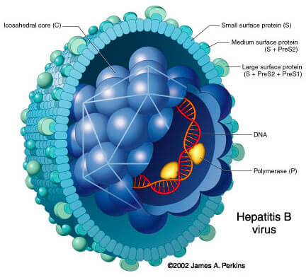 Hepatitis B vírus vizsgálat, teszt