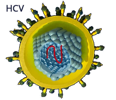 Hepatitis C vírus vizsgálat, teszt